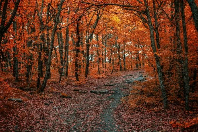 Sentier forestier en automne, bordé d’arbres et couvert de feuilles mortes Sentier forestier en automne, bordé d’arbres et couvert de feuilles mortes